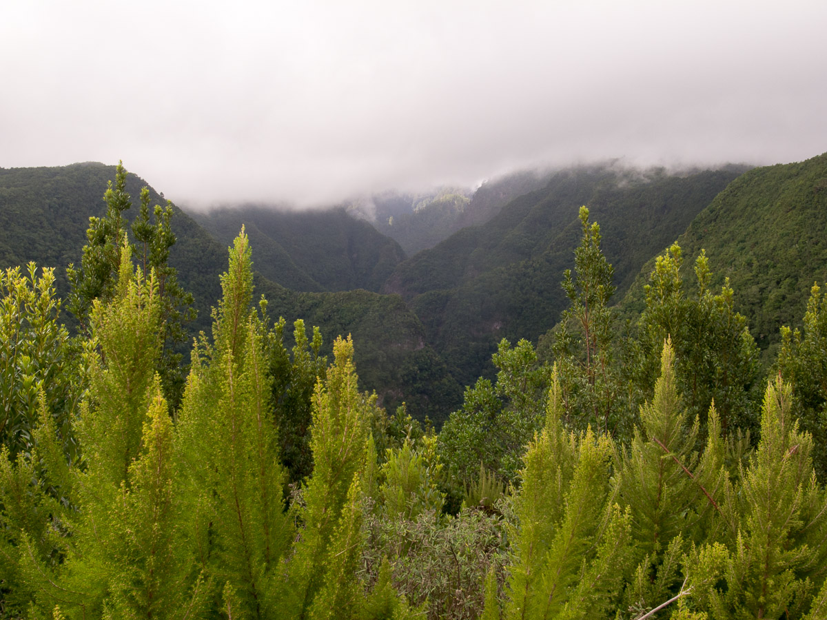 Blick auf die Lorbeerwälder bei Los Tilos